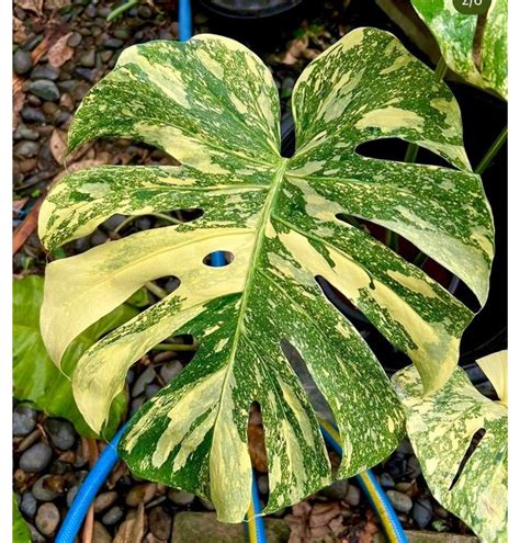 Information about this specific item You will recieve the exact same plant as seen in the photos. . Creme brulee monstera